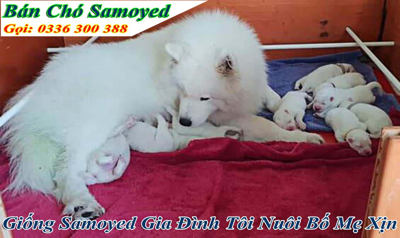 Tìm Hiểu Về Chó Samoyed Xịn Thuần Chủng, Giá Bán Bảo Nhiêu