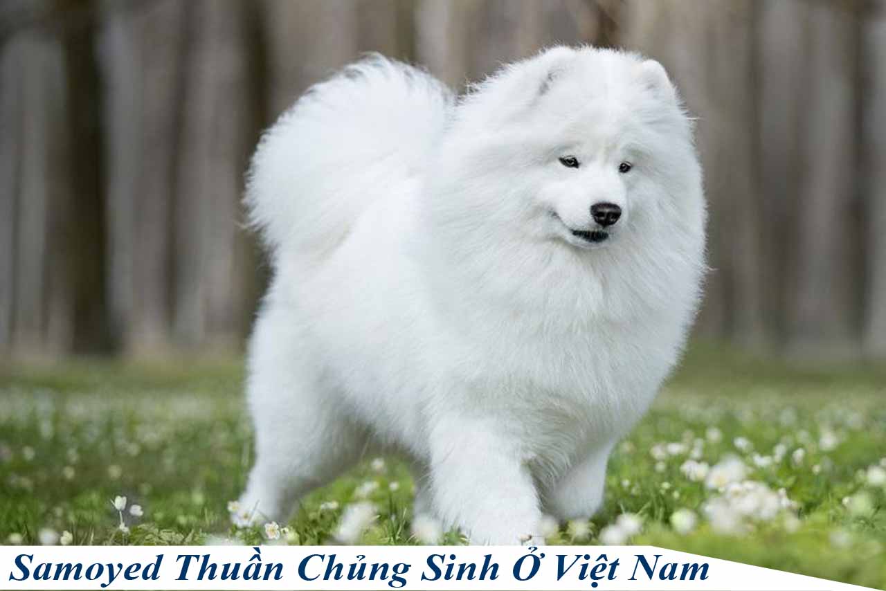 Samoyed Thuần Chủng Sinh Ở Việt Nam